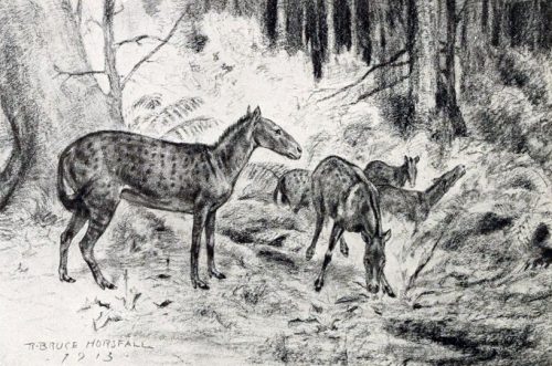 black and white drawing of Mesohippus horses