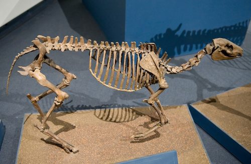 mounted Miohippus skeleton