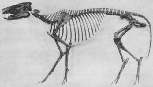 Orohippus skeleton