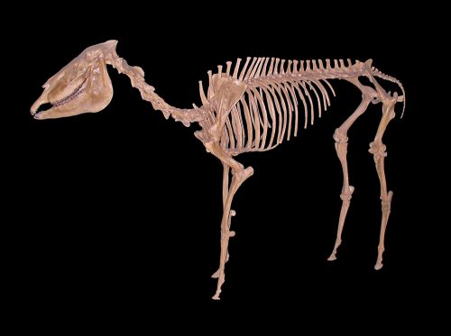 Pliohippus skeleton