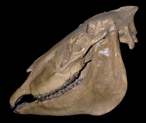 Pliohippus skull