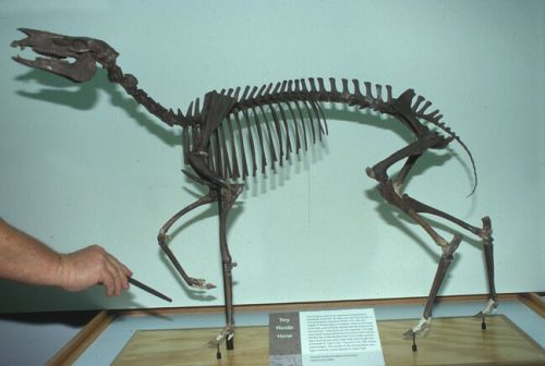 Archaeohippus skeleton