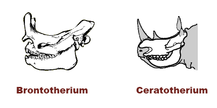 diagram showing boney structures vs stiffened hair