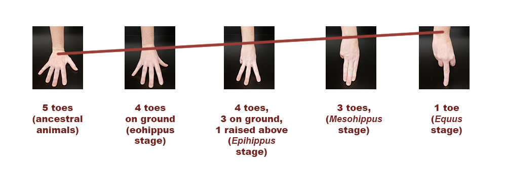 human hands showing wrist and toe comparison