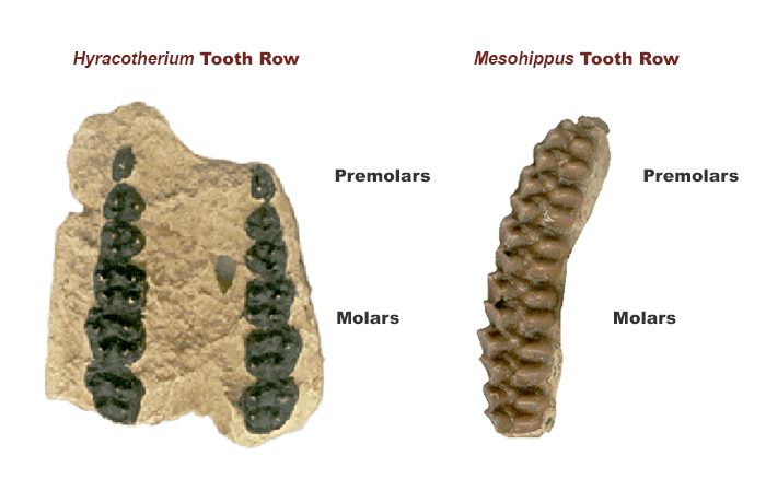 diagram comparing hyracotherium and mesohippus teeth rows