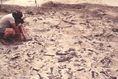 scientist at a fossil dig site