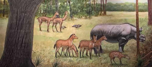 The Miocene Epoch – Fossil Horses