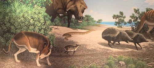 The Oligocene Epoch – Fossil Horses