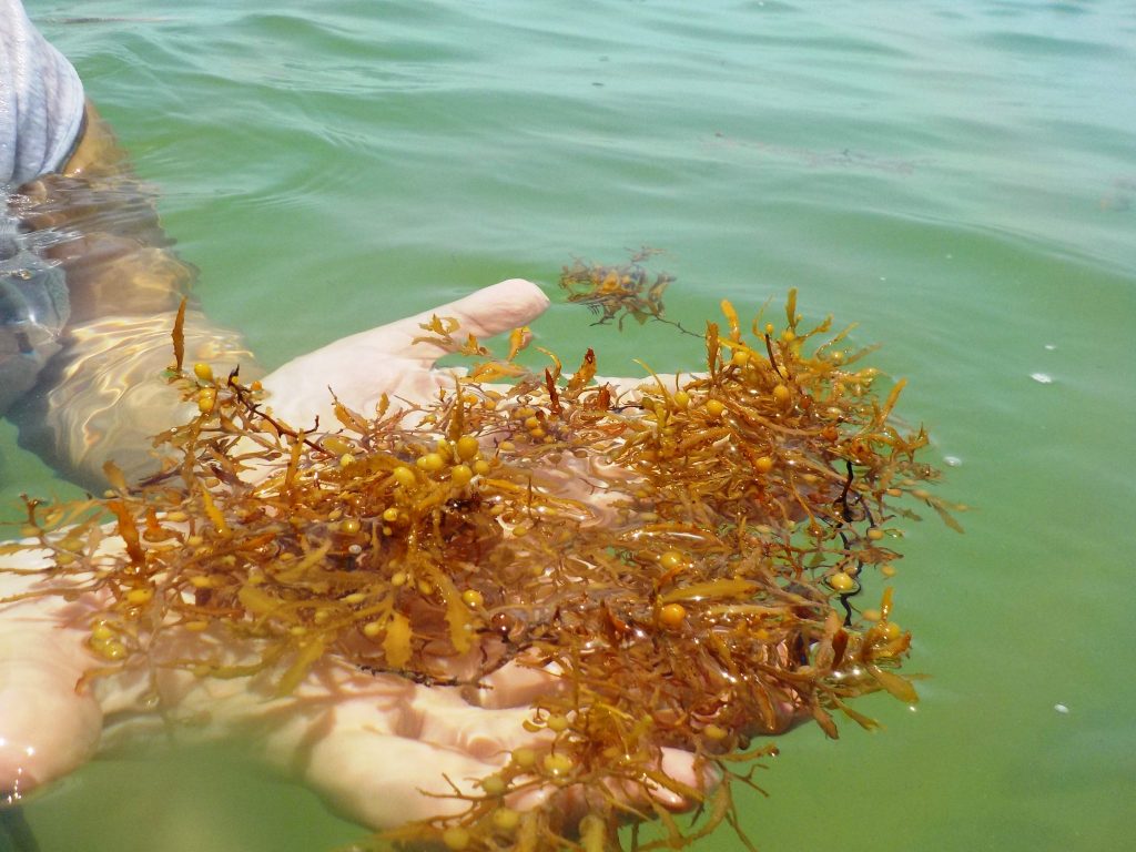 sargassum