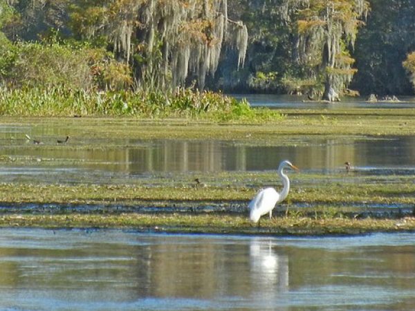 Heron at Wakulla Springs