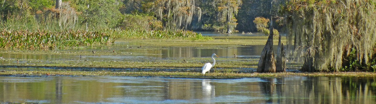 Heron at Wakulla Springs