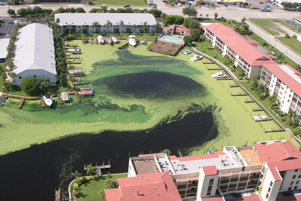 Algal Bloom in Florida