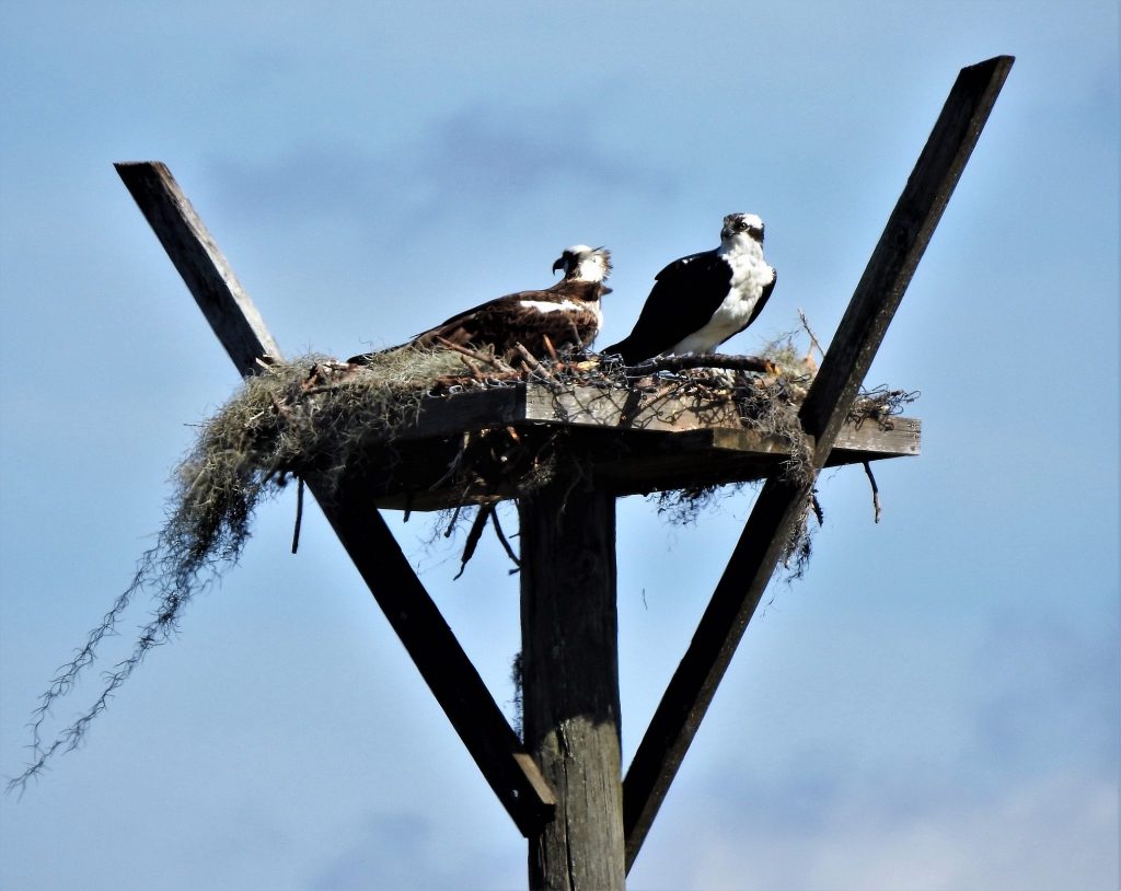 This pair of Osprey also made an appearance on the tour!