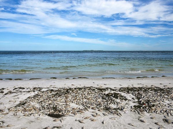 red tide fish kill tampa bay