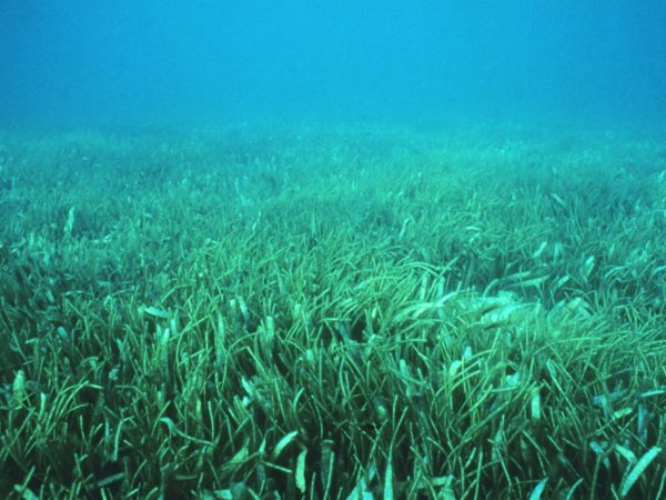 seagrass meadow