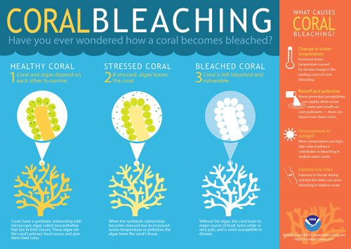 What is Coral Bleaching NOAA Infographic