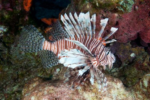 lionfish