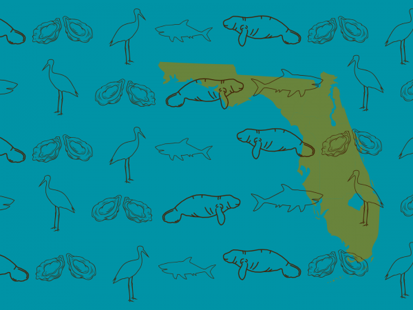 Florida's wildlife