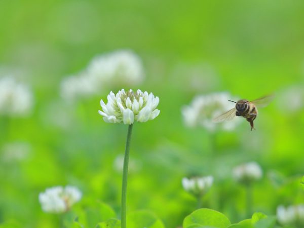bee and clover
