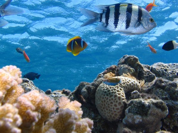 underwater ecosystem