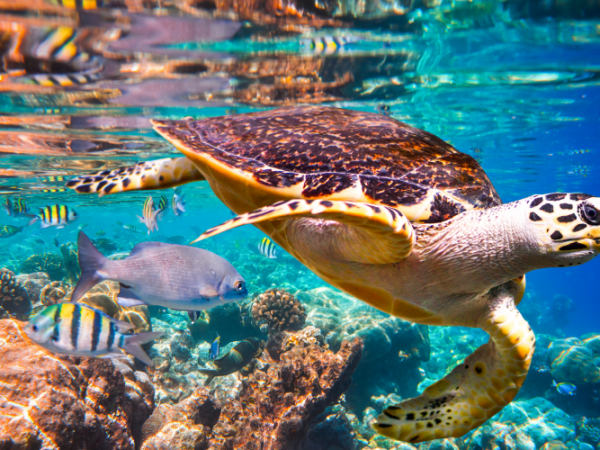 sea turtle
