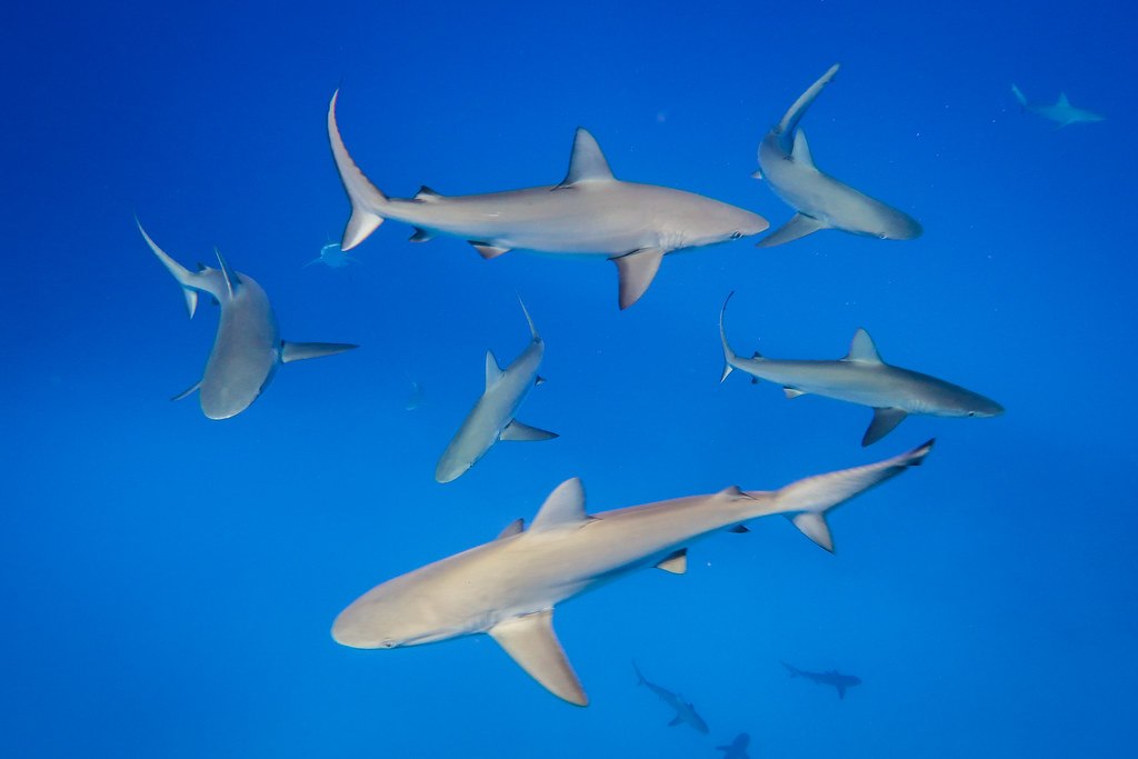 North Carolina Shark Attack Shark Week: Here's Where Bites Occur