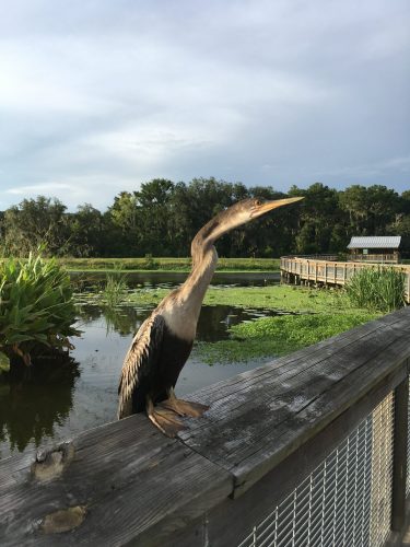 bird at Sweetwater Wetlands