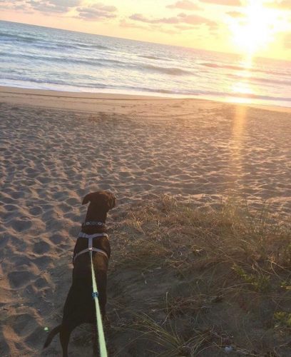 Early Morning Beach Walk