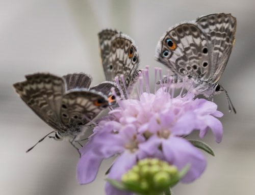 miami blue butterfly