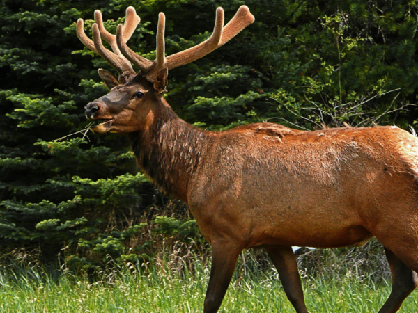 elk