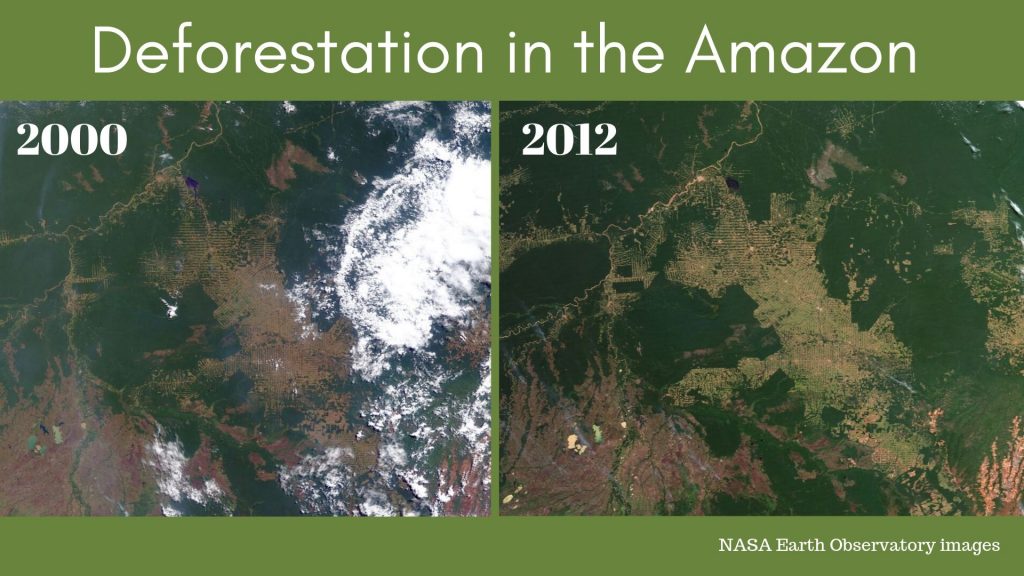 deforestation in the Amazon