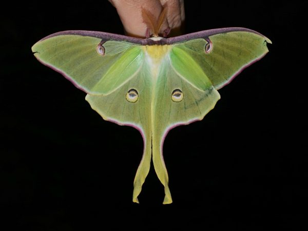 luna moth