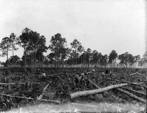 Pine forest being cleared in the Tampa area in 1919. 