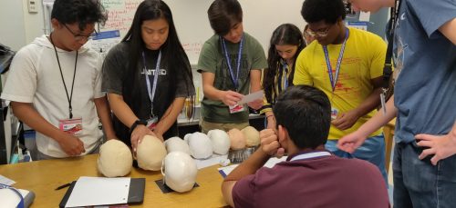 Students placing skulls in chronological order