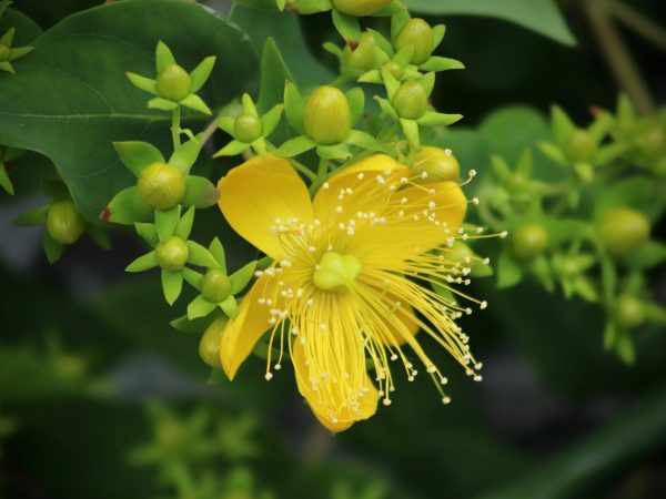 st john's wort