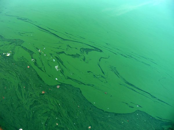 cyanobacteria bloom