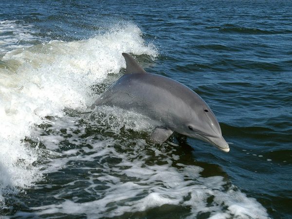 bottlenose dolphin