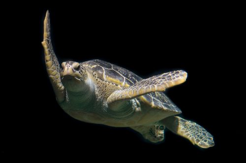 green sea turtle