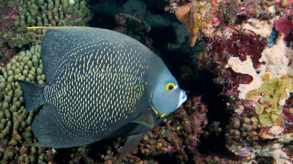 French Angelfish