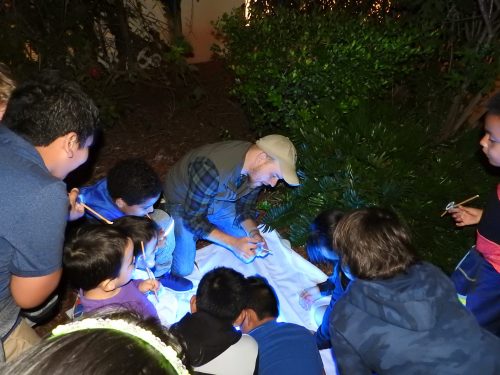 scientist outside at night assisting children in collecting bugs