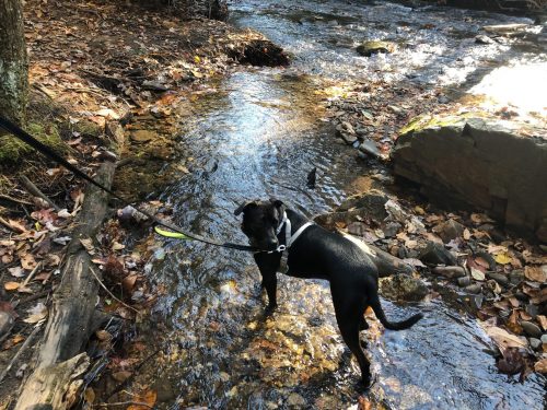 Dog on Trail