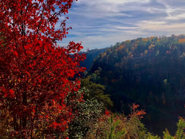 Peak Fall Foliage in North Georgia