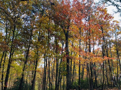 Peak Fall Foliage