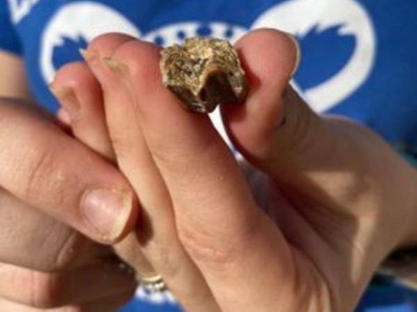 fossil tooth of Nannippus