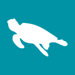 sea turtle graphic