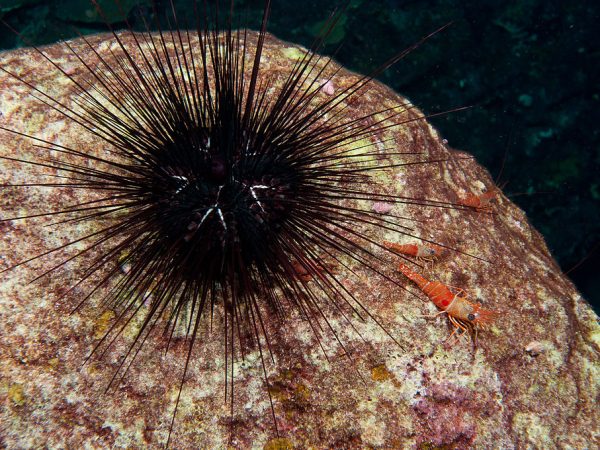 black spined sea urchin