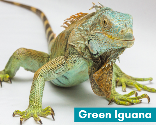 Green iguana picture