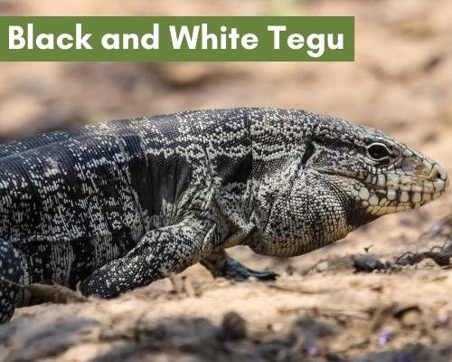 Black and white tegu picture
