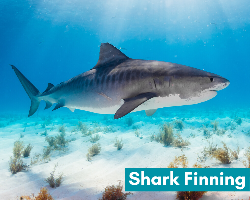 Shark finning picture