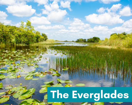 Picture of the Everglades